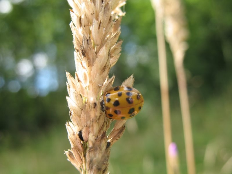 Coccinelle asiatique